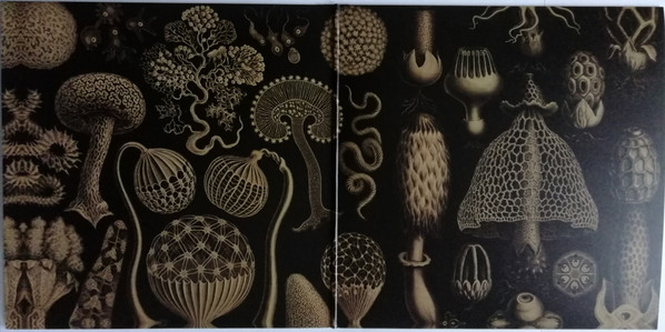 Made In M & Walterwarm - Fungus | Guayaba Records (none) - 2