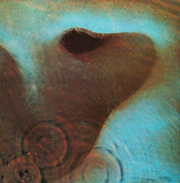 Meddle