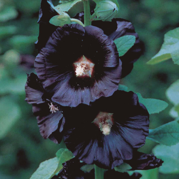 Brick Reds, Black Mauves - Brick Reds, Black Mauves EP | Lapsus Records (LPS19)