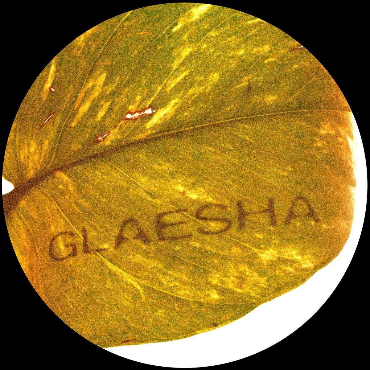 Glaesha - Memory Implant | Breaker Breaker (BRKR011) - main Glaesha - Memory Implant | Breaker Breaker (BRKR011) - main