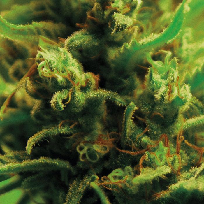 Full Bloom - Time Zones | Ilian Tape (ITLP18) - main Full Bloom - Time Zones | Ilian Tape (ITLP18) - main