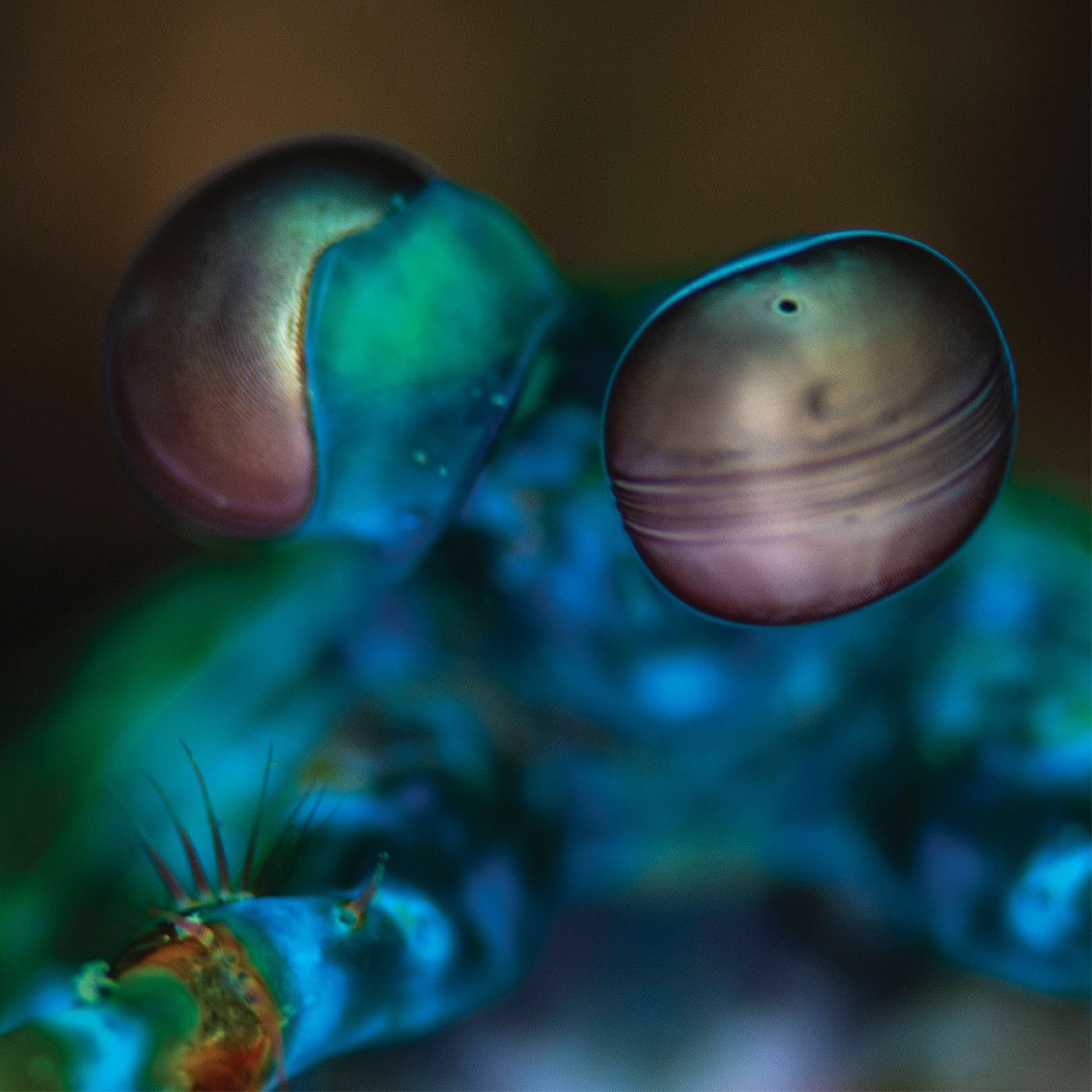 Melvin Gibbs - Amasia: Anamibia Sessions 2 (Clear Vinyl) | () - main Melvin Gibbs - Amasia: Anamibia Sessions 2 (Clear Vinyl) | () - main