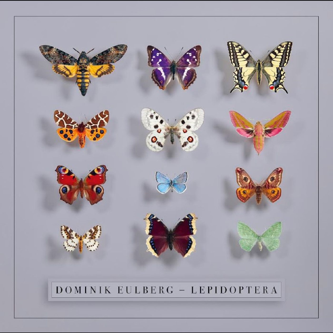 Dominik Eulberg - Lepidoptera |  () - main