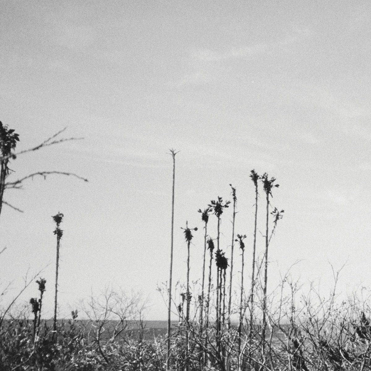 Blue Divers - Blue Divers II | Bedroom Suck Records (BSR-107) Blue Divers - Blue Divers II | Bedroom Suck Records (BSR-107)