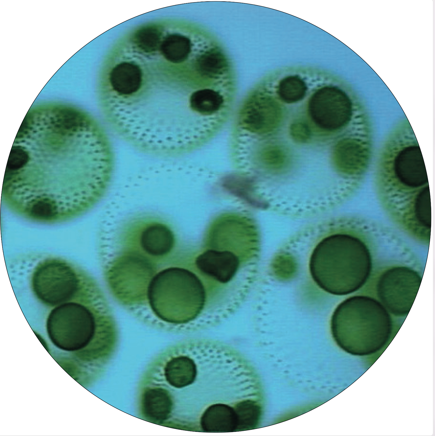 Trajano - Formulas EP | Laboratoire Obsolète (LAB001) - 2 Trajano - Formulas EP | Laboratoire Obsolète (LAB001) - 2
