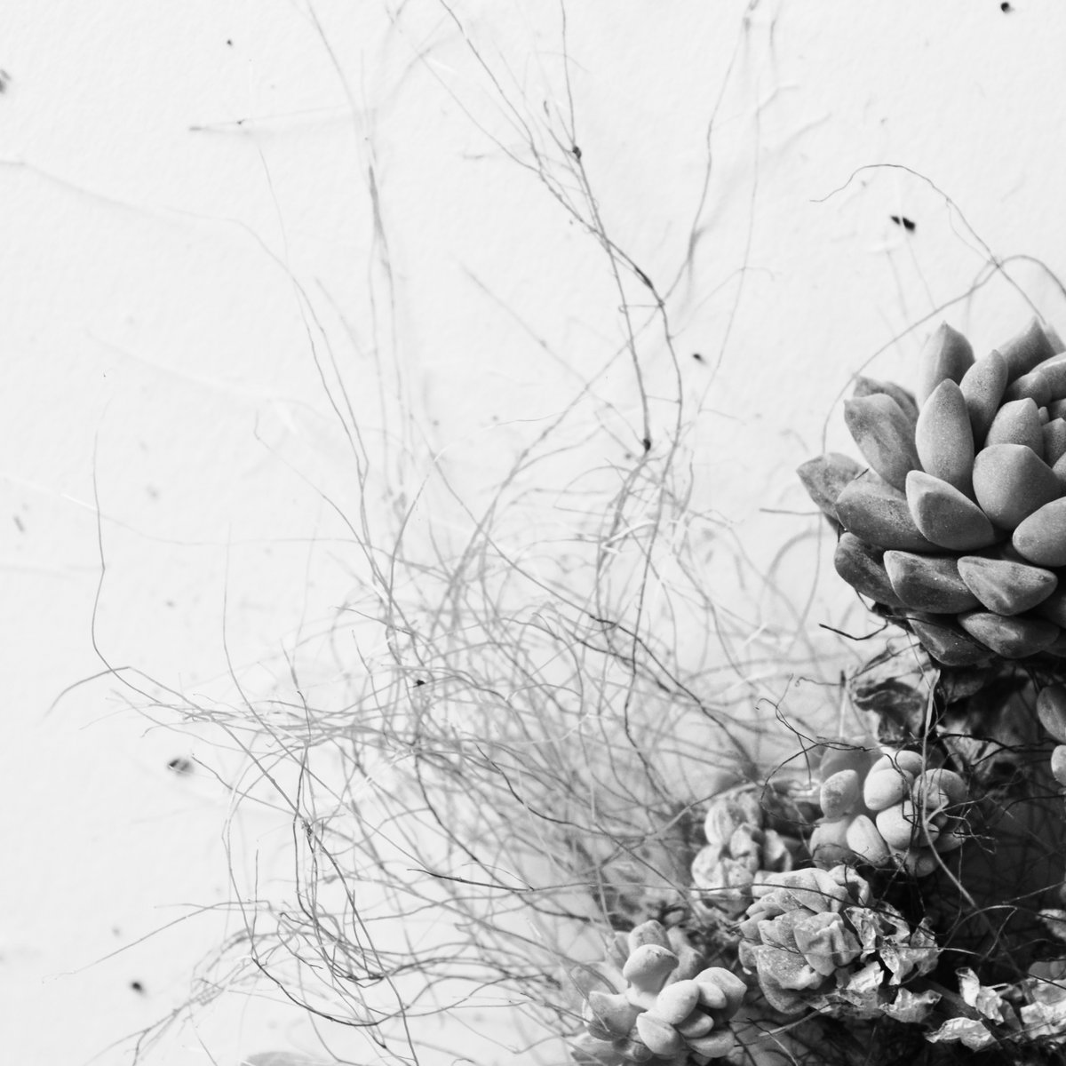 Acaera - Acaera - Unfold | () - main Acaera - Acaera - Unfold | () - main