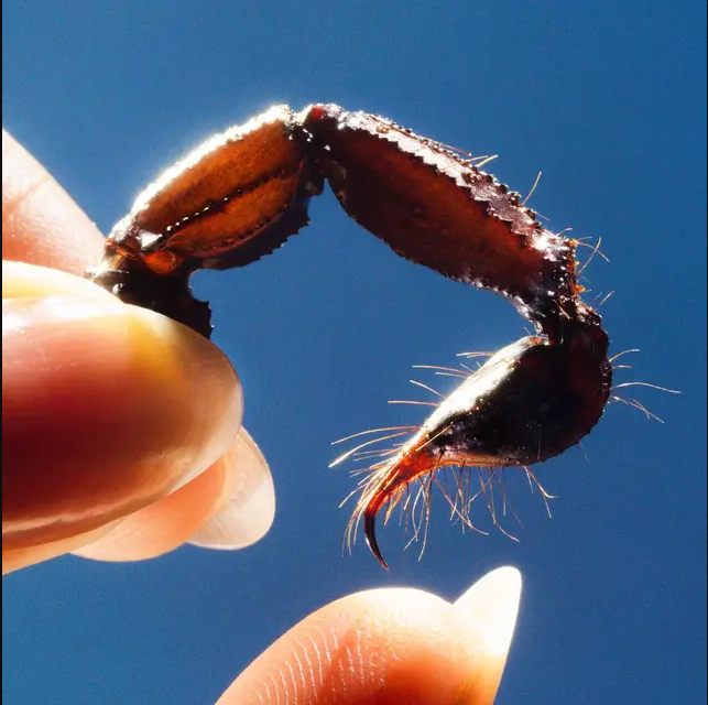 Squid - Cowards | Warp Records (WARPLP368)