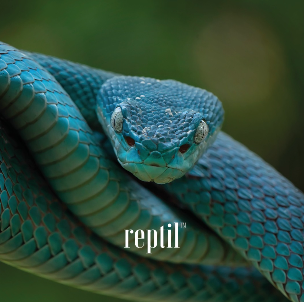 Bernat - Rise EP (USED) | Reptil (RPTL001) - main