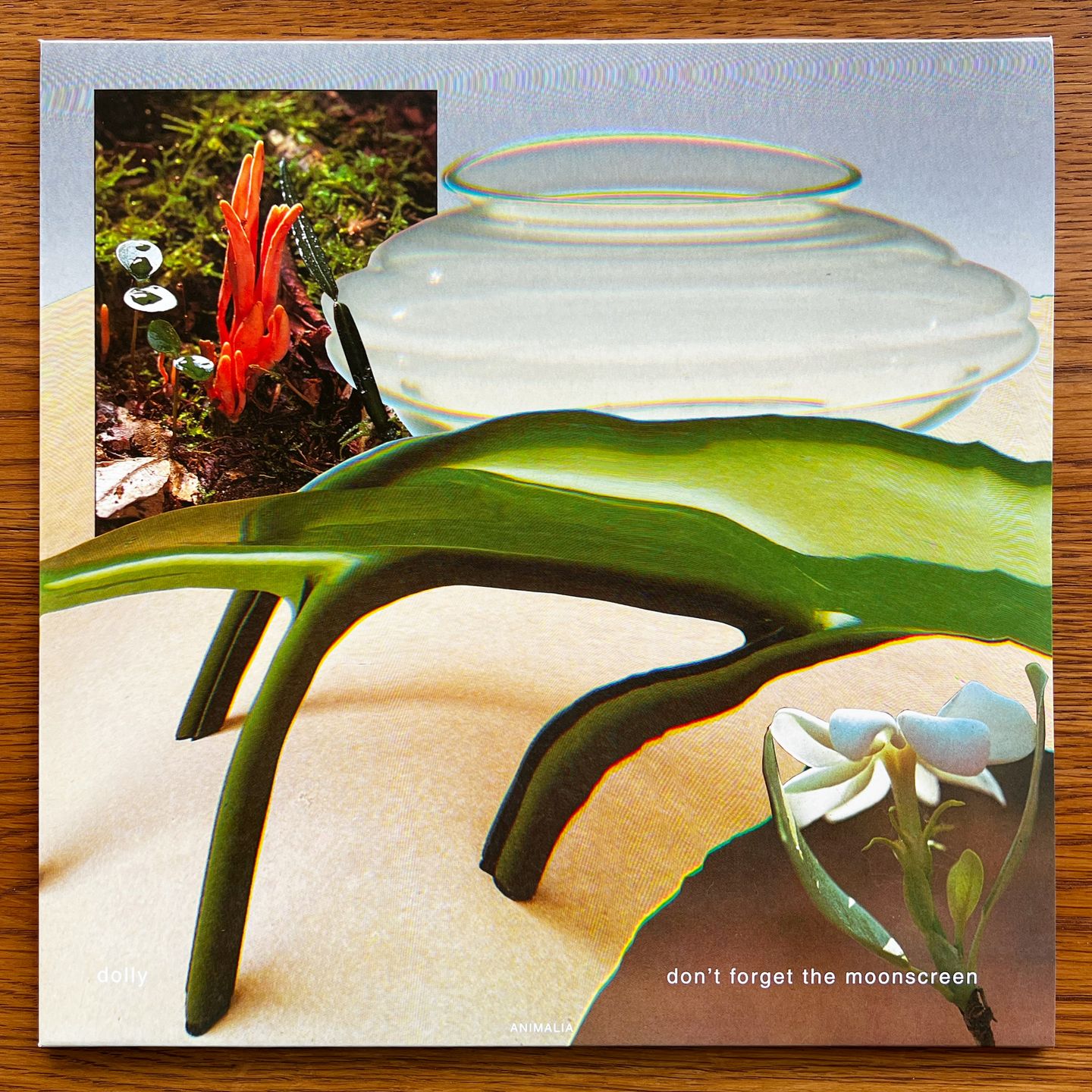 Dolly - Don't Forget the Moonscreen | Animalia (ANIMA4) Dolly - Don't Forget the Moonscreen | Animalia (ANIMA4)