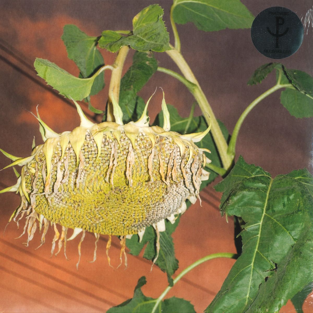 Phatness - Fillerkiller (LP) | Studio Barnhus (BARN108)