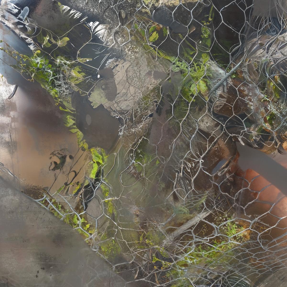 Aedis - Saense | Animalia (ANIMA18) - main Aedis - Saense | Animalia (ANIMA18) - main