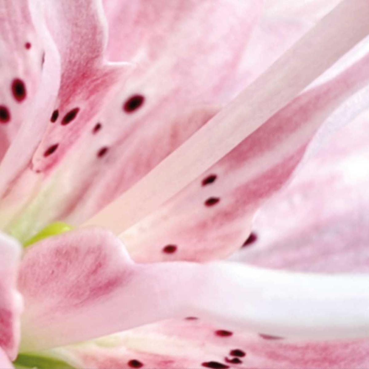 Taiga Tokunaga - Fleur LP | Kasmisou (KSMS003) - main Taiga Tokunaga - Fleur LP | Kasmisou (KSMS003) - main