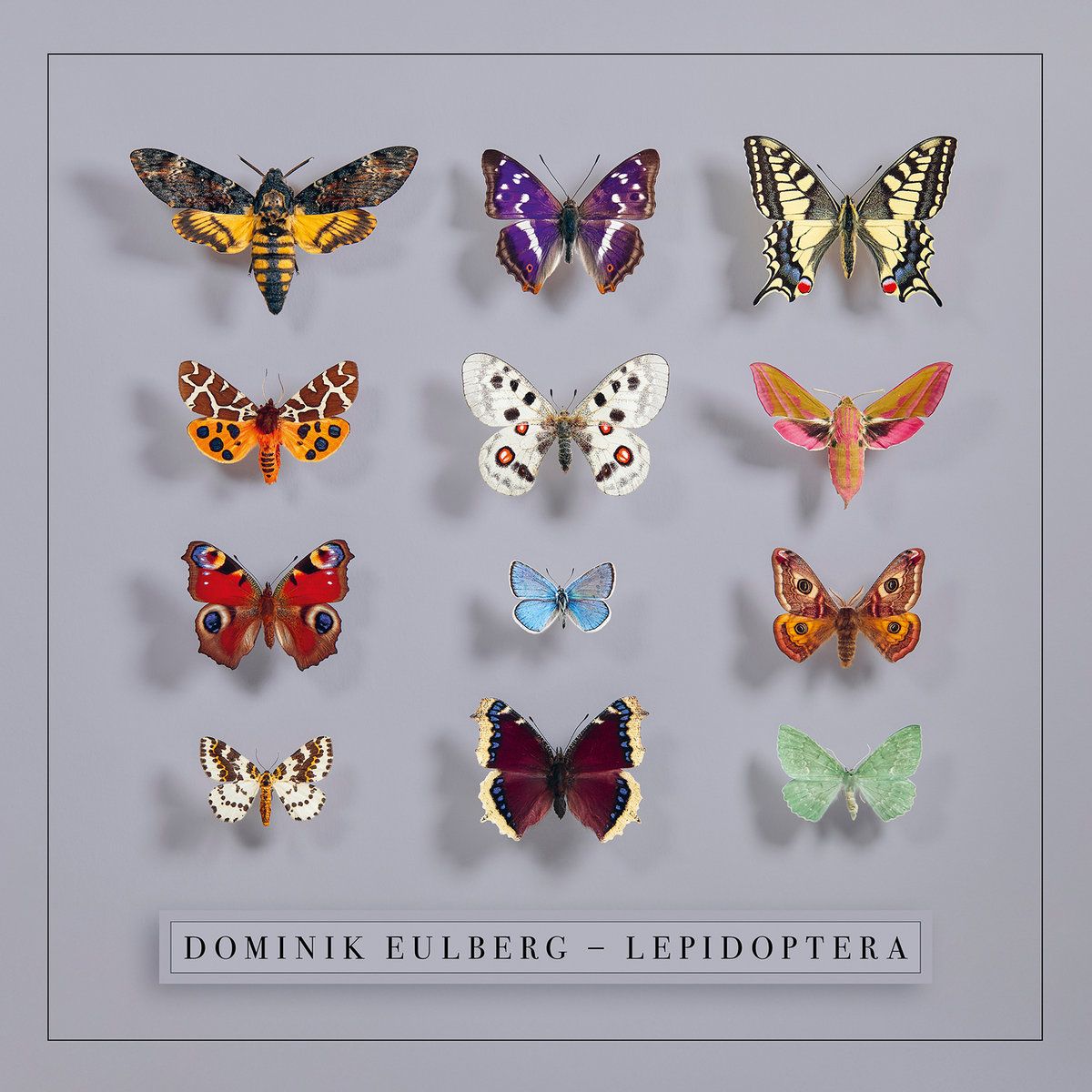 Dominik Eulberg - Lepidoptera |  () - main