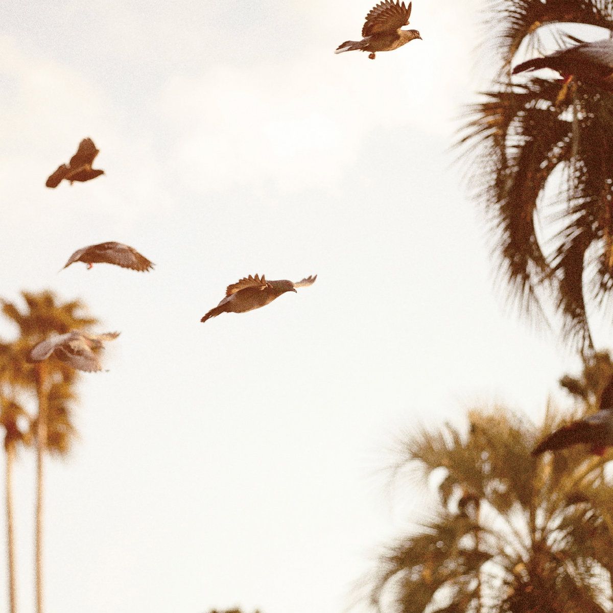 Motohiko Hamase - Intaglio | Studio Mule (Studio Mule 8)