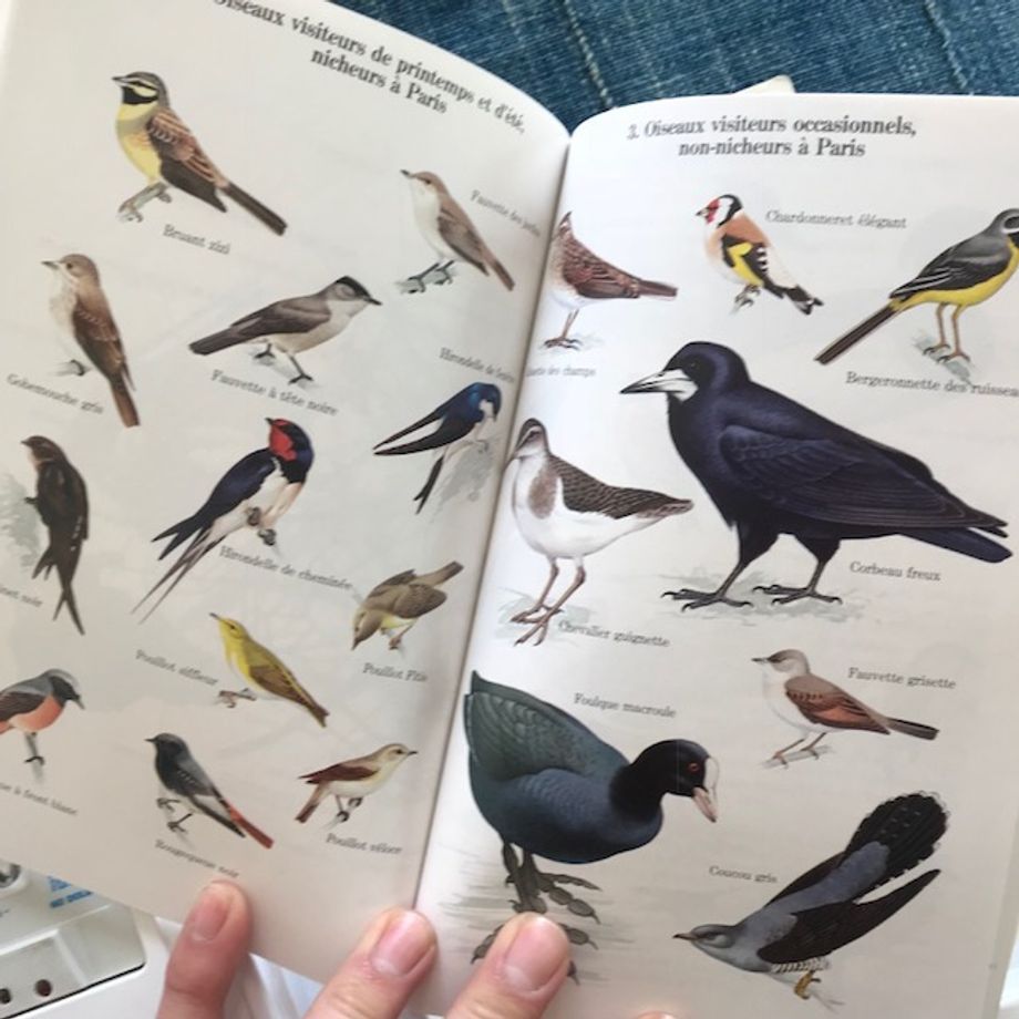 Oiseaux de Paris