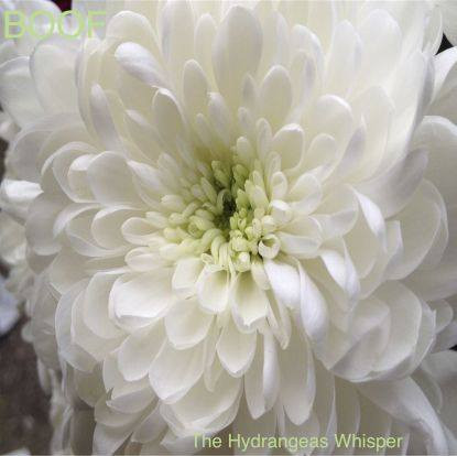 Boof - The Hydrangeas Whisper | Running Back (RBLP07) - main Boof - The Hydrangeas Whisper | Running Back (RBLP07) - main